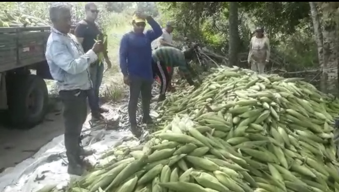 VEJA VIDEO.Agricultores da Baia de Traição agradece o incentivo para o plantio do milho pelo prefeito Serginho Lima e tem toda produção comprada pela prefeitura local para doação aos alunos do municipio.