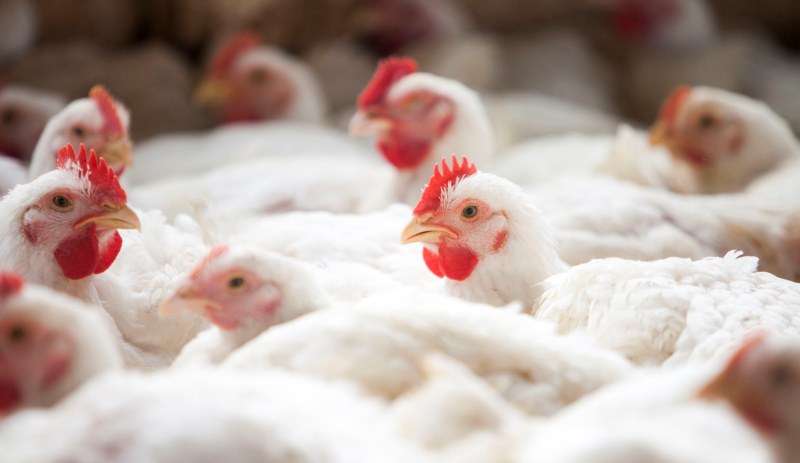 Paraíba está em alerta e adota medidas preventivas em relação à gripe aviária