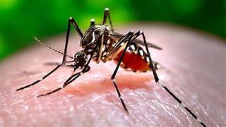Saúde alerta a população para redobrar cuidados com o mosquito Aedes aegypti